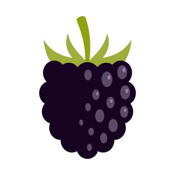 Blackberry Vector Изображения: просматривайте стоковые фотографии, векторные изображения и видео в количестве 43,256 | Adobe Stock