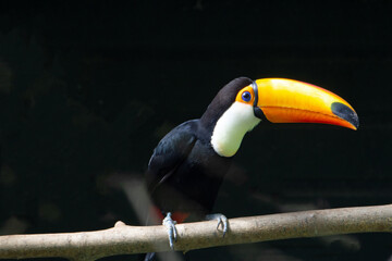 a Toco Toucan (Ramphastos toco)perched on a branch and isolated on a natural black background (1)