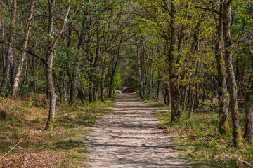 Fototapeta na wymiar Forest Path Fontainebleau