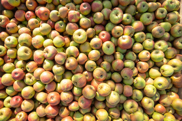 Apple tree orchard juice production industry, autumn harvest plants agriculture