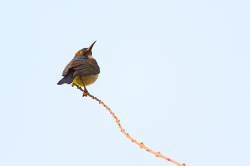 Olive-backed sunbird, Yellow-​bellied sunbird
