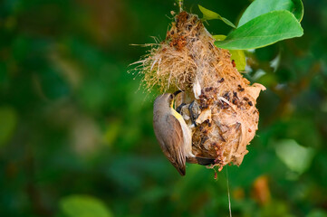 Olive-backed sunbird, Yellow-​bellied sunbird, Cinnyris jugularis