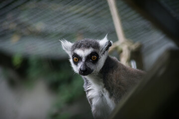 Portrait of wild lemur standing on tree branch