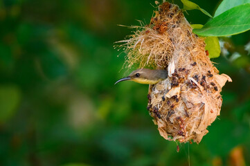 Olive-backed sunbird, Yellow-​bellied sunbird, Cinnyris jugularis