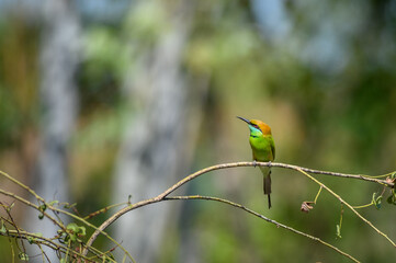 Green Bee-Eater, Little Green bee-eater, Merops Orientalis