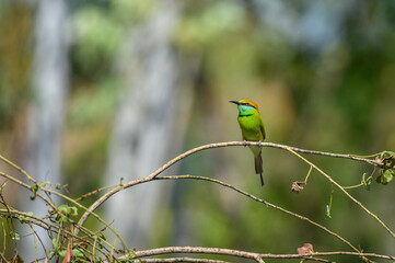 Green Bee-Eater, Little Green bee-eater, Merops Orientalis