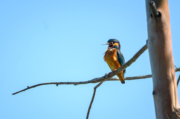 Common kingfisher, Alcedo atthis.