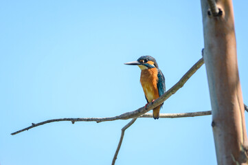 Common kingfisher, Alcedo atthis.