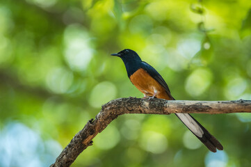 White-rumped Shama bird