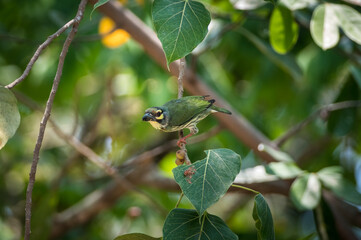 Coppersmith Barbet bird