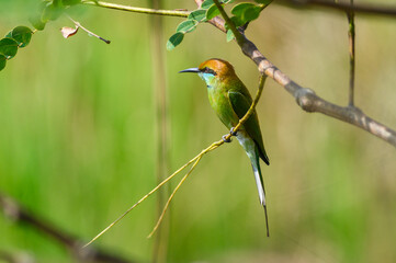 Green Bee-Eater, Little Green bee-eater, Merops Orientalis