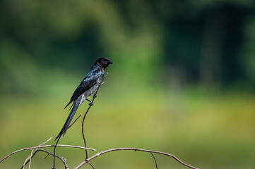 Black Drongo bird.