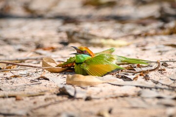 Green Bee-Eater, Little Green bee-eater, Merops Orientalis