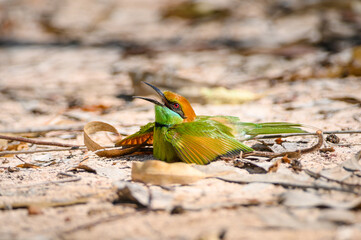 Green Bee-Eater, Little Green bee-eater, Merops Orientalis
