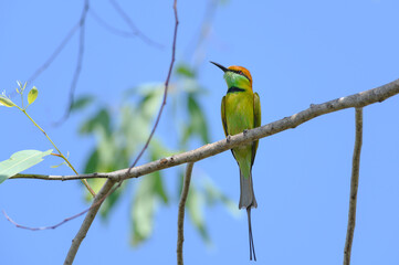 Green Bee-Eater, Little Green bee-eater, Merops Orientalis