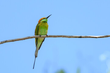 Green Bee-Eater, Little Green bee-eater, Merops Orientalis