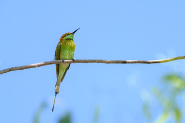 Green Bee-Eater, Little Green bee-eater, Merops Orientalis