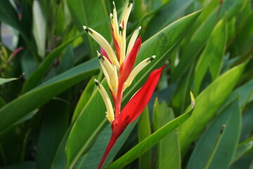 Close up Heliconia (Heliconiaceae, lobster-claws, toucan beak, wild plantains, false bird of paradise) with natural background