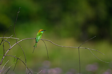 Green Bee-Eater, Little Green bee-eater, Merops Orientalis