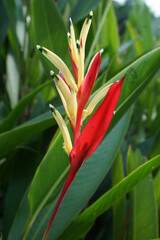 Close up Heliconia (Heliconiaceae, lobster-claws, toucan beak, wild plantains, false bird of paradise) with natural background