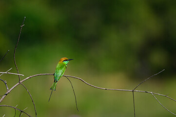 Green Bee-Eater, Little Green bee-eater, Merops Orientalis