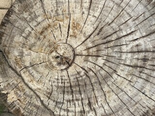 Top-down view of a grey cut tree trunk.