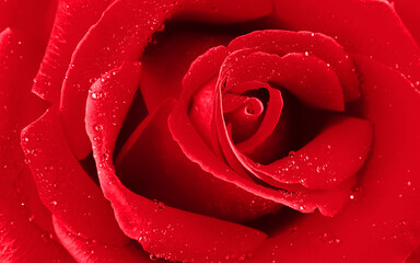red rose with dew drops closeup