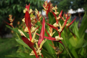 Close up Heliconia (Heliconiaceae, lobster-claws, toucan beak, wild plantains, false bird of paradise) with natural background