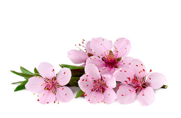 Peach flowers isolated on a white background