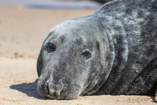 Grey seal face in close-up. Wild gray seal portrait close up. 
