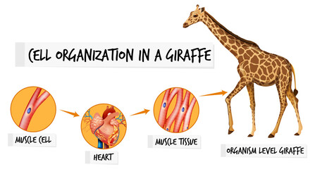 Diagram showing cell organization in a giraffe © blueringmedia