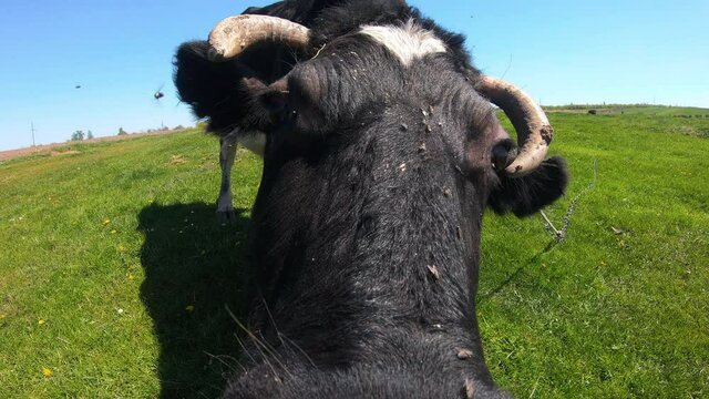 Fun animal portrait. Big black and wite curious cow sniffing camera when grazing on fields. Concept for agriculture and farm animals.