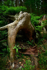 A dried out stump, hidden in the dense thickets of a mountain forest