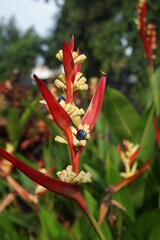 Close up Heliconia (Heliconiaceae, lobster-claws, toucan beak, wild plantains, false bird of paradise) with natural background