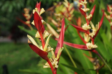 Close up Heliconia (Heliconiaceae, lobster-claws, toucan beak, wild plantains, false bird of paradise) with natural background