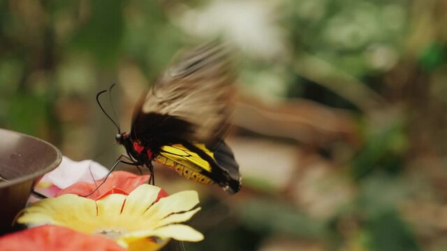 Closeup of common birdwing butterfly (Troides helena) drinks syrup from the feeder in the insectarium