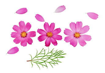 Kosmeya flowers isolated on a white background, top view