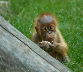 Cute sumatran orangutan looking curiousely on the grass meadow (Pongo abelii)