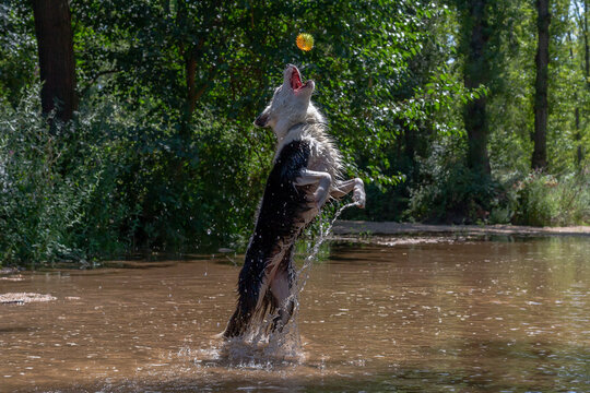 Dog breed Border Collie jumping into the water while playing with a ball. Shepherd dog. Dog games.