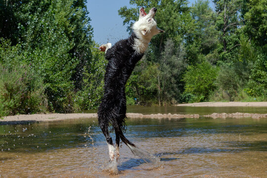 Dog breed Border Collie jumping into the water while playing with a ball. Shepherd dog. Dog games.