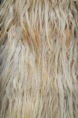 Sheepskin with light long fur close