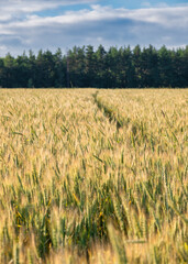 Rye spikelets on an agriculture field in rural at daytime in summer. Selective focus on the foreground with blurred trees in the background. Cereal cultivation, outdoors, travels, beautiful moments.