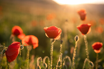 Fototapeta na wymiar wild poppy field - Armistice or Remembrance day background