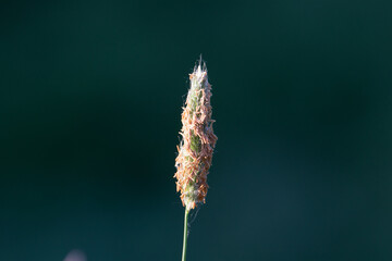 upright Timothy grass (Phleum pratense) seed head with back light isolated on a natural dark green background