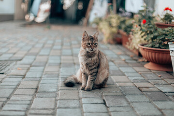 Cute tabby cat sits on the street near the house among flowers. World Pet Day