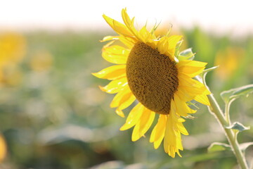 Sunflowers in the beautiful yellow sunbeams