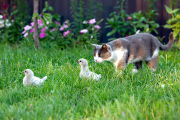 Naklejka na ściany i meble Little Ameraucana chickens and a cat on the green lawn
