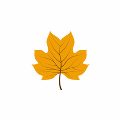 Maple leaf vector illustration design template