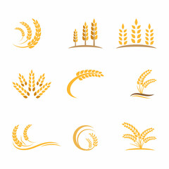 Agriculture wheat vector icon design
