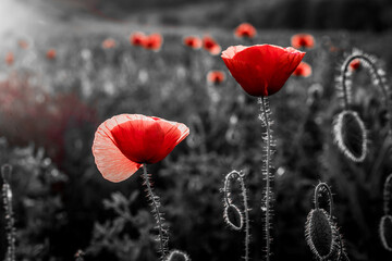 Obraz premium wild poppy field - Armistice or Remembrance day background
